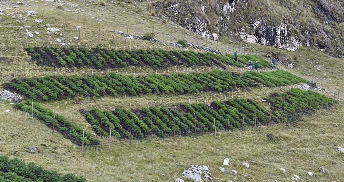 INIA instala parcela para mejorar calidad genética de papa nativa en zona de agrobiodiversidad Paymakis 